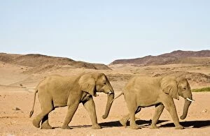 Images Dated 6th May 2007: African Elephant - Bulls migrating through mountainous desert habitat Huab River, Damaraland