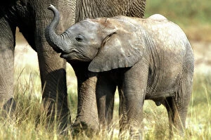 Trunk Collection: African Elephant - calf. Amboseli National Park - Kenya - Africa