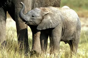 African Elephant - calf. Amboseli National Park - Kenya - Africa