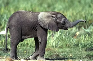 Trunk Prints: African Elephant - calf. Amboseli National Park - Kenya - Africa