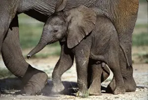 African Elephant - calf. Amboseli National Park - Kenya - Africa
