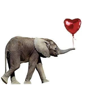 Images Dated 31st March 2020: African Elephant - calf carrying a red heart shaped balloon
