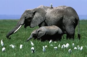African Elephant & calf - with egrets in foreground
