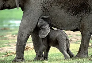 Sucking Prints: African Elephant - With calf feeding Amboseli, Kenya, Africa