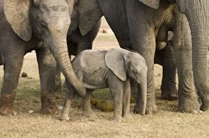 African Elephant - calf being fondled by adult
