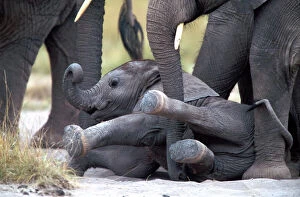 African elephant calf having fallen