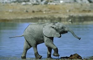 Images Dated 11th May 2006: African Elephant - Calf having fun at a waterhole. Etosha National Park, Namibia