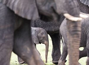 Images Dated 16th October 2014: African Elephant calf amongst herd