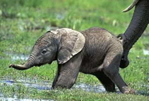 African Elephant - calf being supported by adults trunk