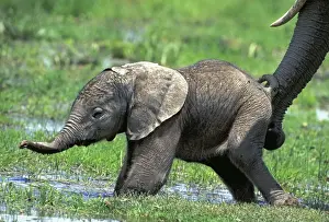Swamps Prints: African Elephant - calf being supported by adults trunk