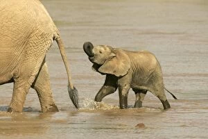 Images Dated 11th August 2004: African Elephant - calf in water drinking. Samburu National Park - Kenya - Africa