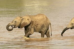 Images Dated 11th August 2004: African Elephant - calf in water drinking. Samburu National Park - Kenya - Africa