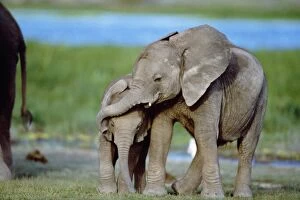 Elephants Collection: African Elephant - calves playing