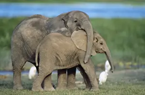 African Elephant - calves playing Amboseli National Park, Kenya