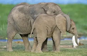 Trunk Prints: African Elephant - calves playing Amboseli National Park, Kenya