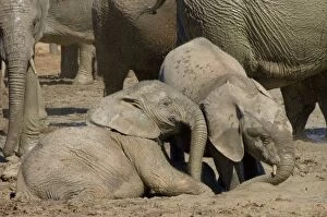 African Elephant calves playing in mud by waterhole