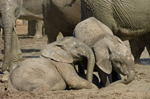 Images Dated 13th April 2006: African Elephant calves playing in mud by waterhole. Addo Elephant National Park, Eastern Cape