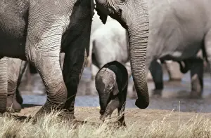 Protecting Prints: African Elephant CH 4369 Parent and Baby