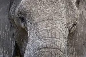 Images Dated 2nd October 2009: African Elephant - Close up of the face showing the eye area