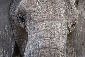African Elephant - Close up of the face showing the eye area and tusk area - Etosha National Park - Namibia - Africa