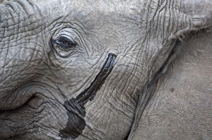 African Elephant - close up of head showing musth gland African Elephant - close up of head showing musth gland
