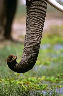 African Elephant - Close up of trunk eating - Samburu National Reserve - Kenya - Africa JFL15679