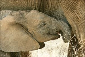 Images Dated 13th August 2004: African Elephant - close-up of calf. Kenya - Africa