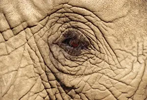 African Elephant - close-up of eye Botswana, Africa