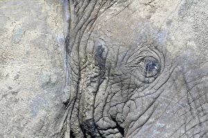 African Elephant - close-up of eye, in musth