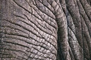 Images Dated 6th August 2007: African Elephant - close-up of skin