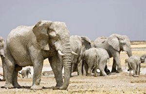 Images Dated 24th September 2009: African Elephant - congregating at a water hole - Etosha National Park - Namibia - Africa