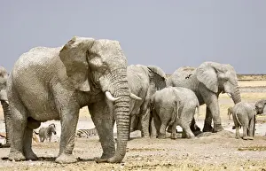 African Elephant - congregating at a water hole - Etosha National Park - Namibia - Africa