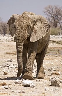 Images Dated 11th October 2007: African Elephant Covered in mud leaving a water hole Etosha National Park, Namibia, Africa