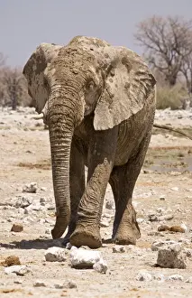 Muddy Prints: African Elephant Covered in mud leaving a water hole Etosha National Park, Namibia, Africa
