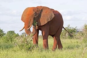 African Elephant - Covered in red Tsavo dust - With food in mouth
