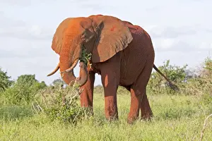 Tsavo Prints: African Elephant - Covered in red Tsavo dust - With food in mouth- Tsavo East National Park Kenya
