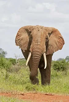 Tsavo Prints: African Elephant - Covered in red Tsavo dust - Tsavo East National Park Kenya