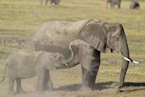Images Dated 13th August 2009: African Elephant - cow with calf taking a dust