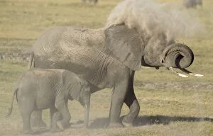 Images Dated 13th August 2009: African Elephant - cow with calf taking a dust