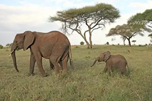 National Park Prints: African Elephant - cow and calf - Tarangire National Park - Tanzania