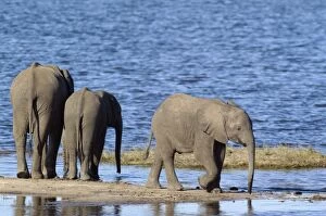 Images Dated 14th August 2009: African Elephant - cow with two calves drinking
