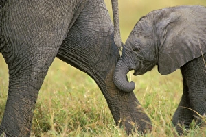 Images Dated 1st February 2005: African Elephant. Cow with young calf. Calf following mom--staying in contact