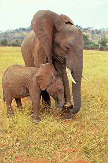 Images Dated 1st February 2005: African Elephant - Cow with young calf. Matusadona National Park, Zimbabwe, Africa. 3ME277