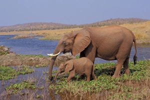 Images Dated 1st February 2005: African Elephant. Cow with young calf drinking from Lake. Lake
