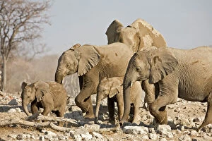 Calves Collection: African Elephant Cow and young. Family group picking way through rocks Etosha National Park