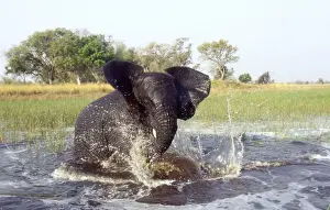 Deltas Prints: African Elephant CRH 962 Bathing in water - Okavango
