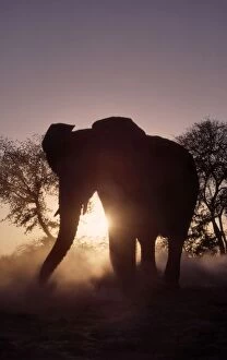 Elephants Collection: African Elephant CRH 963 Silhouette at dusk - Moremi, Botswana Loxodonta africana © Chris Harvey