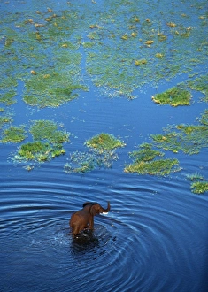 African ELEPHANT - crossing lagoon, aerial
