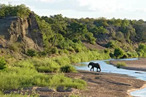 National Parks Gallery: African Elephant - crossing Letaba River, backlit by evening light