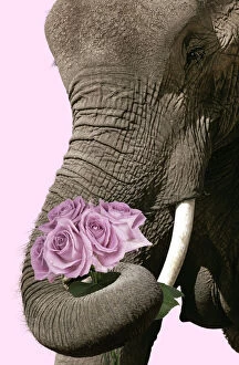 Images Dated 3rd February 2020: African Elephant - with curled up trunk holding bunch of pink roses Date: 20-Aug-09